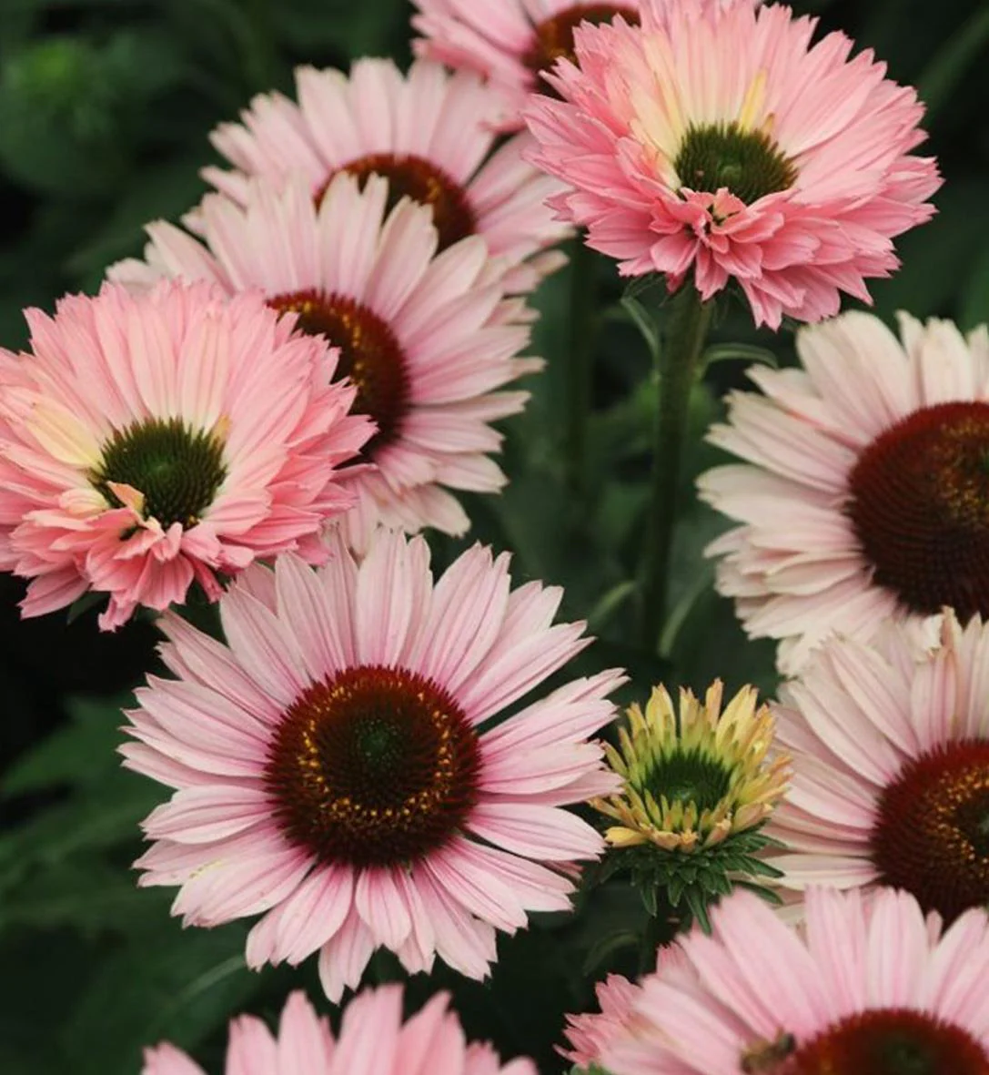 4526  Echinacea  SunSeekers Salmon (PBR)  I  Svenskt namn  :Solhatt  I  Krukstorlek   : SQ1  I  Förväntad Höjd  :  50 cm  I  Blomningstid :  juli-sept - 2