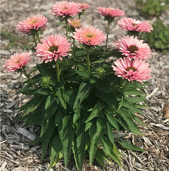 4526  Echinacea  SunSeekers Salmon (PBR)  I  Svenskt namn  :Solhatt  I  Krukstorlek   : SQ1  I  Förväntad Höjd  :  50 cm  I  Blomningstid :  juli-sept