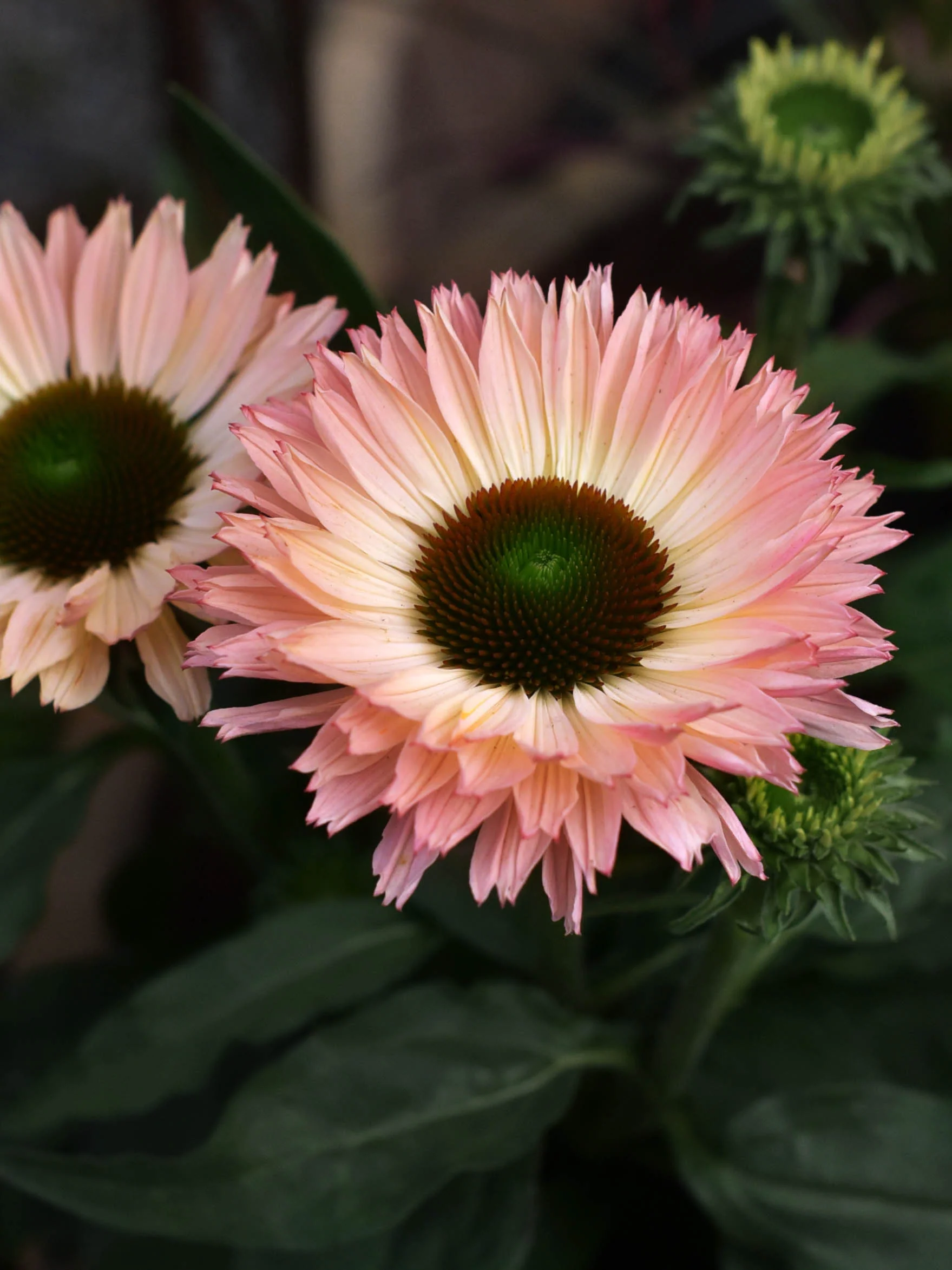 4526  Echinacea  SunSeekers Salmon (PBR)  I  Svenskt namn  :Solhatt  I  Krukstorlek   : SQ1  I  Förväntad Höjd  :  50 cm  I  Blomningstid :  juli-sept - 3