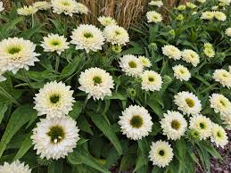 4537  Echinacea  SunSeekers White Perfection (PBR)  I  Svenskt namn  :Solhatt  I  Krukstorlek   : SQ1  I  Förväntad Höjd  :  50 cm  I  Blomningstid :  juli-sept - 3