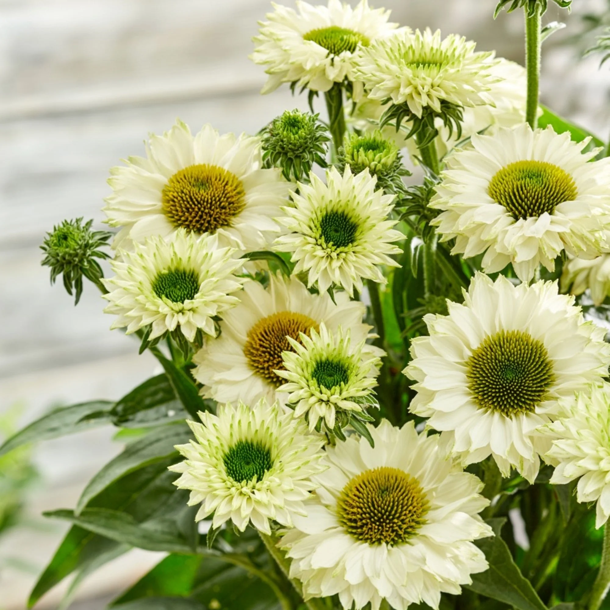 4537  Echinacea  SunSeekers White Perfection (PBR)  I  Svenskt namn  :Solhatt  I  Krukstorlek   : SQ1  I  Förväntad Höjd  :  50 cm  I  Blomningstid :  juli-sept