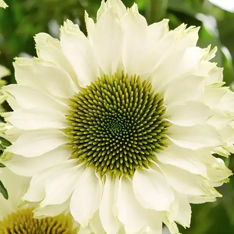 4537  Echinacea  SunSeekers White Perfection (PBR)  I  Svenskt namn  :Solhatt  I  Krukstorlek   : SQ1  I  Förväntad Höjd  :  50 cm  I  Blomningstid :  juli-sept - 2