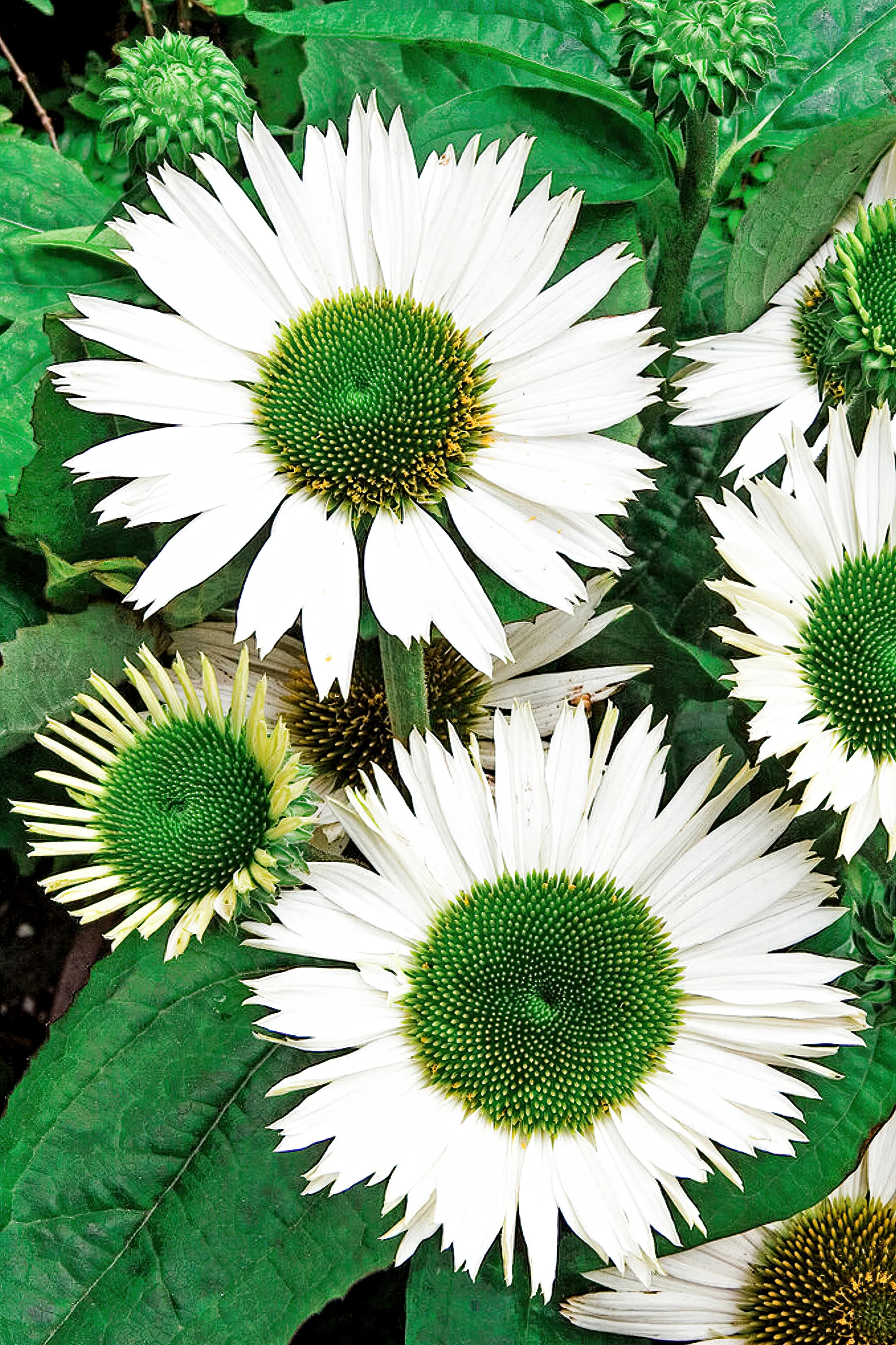 4469  Echinacea  SunSeekers White Perfection (PBR)  I  Svenskt namn  :Solhatt  I  Krukstorlek   : SQ1  I  Förväntad Höjd  :  50 cm  I  Blomningstid :  juli-sept - 3
