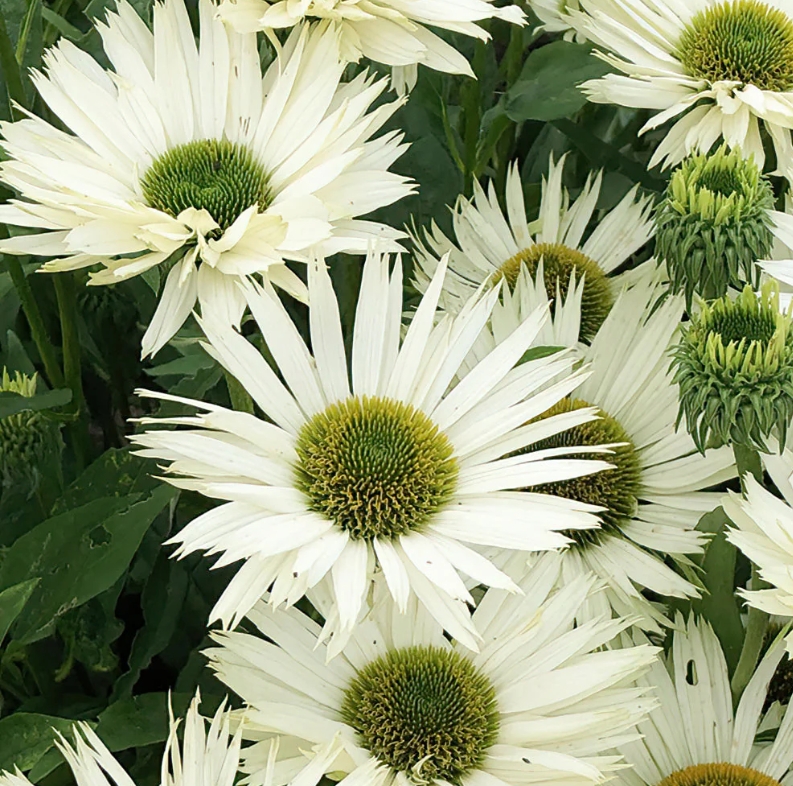 4469  Echinacea  SunSeekers White Perfection (PBR)  I  Svenskt namn  :Solhatt  I  Krukstorlek   : SQ1  I  Förväntad Höjd  :  50 cm  I  Blomningstid :  juli-sept