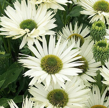 4469  Echinacea  SunSeekers White Perfection (PBR)  I  Svenskt namn  :Solhatt  I  Krukstorlek   : SQ1  I  Förväntad Höjd  :  50 cm  I  Blomningstid :  juli-sept