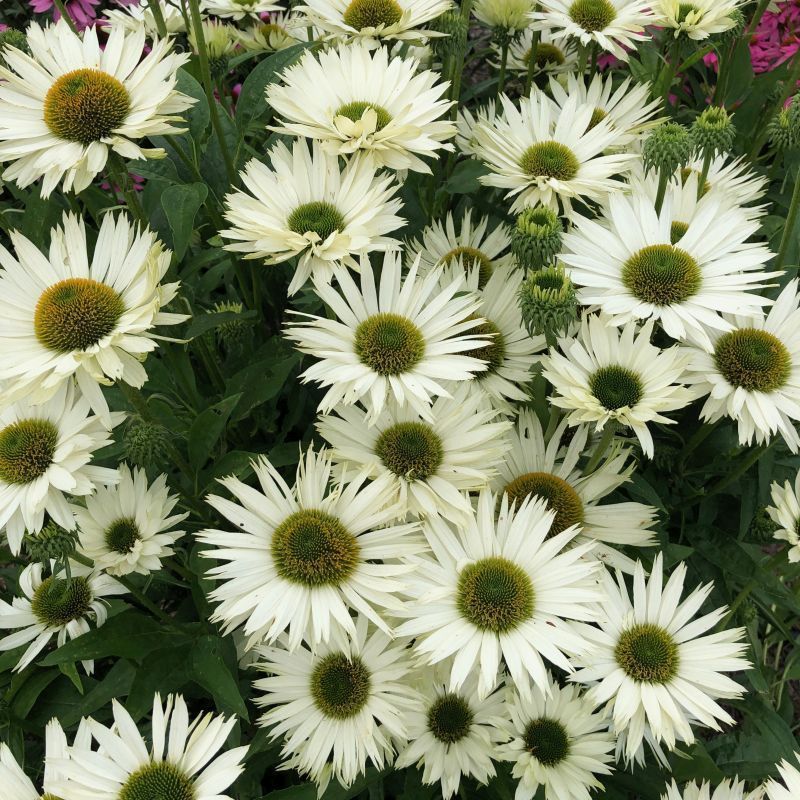 4469  Echinacea  SunSeekers White Perfection (PBR)  I  Svenskt namn  :Solhatt  I  Krukstorlek   : SQ1  I  Förväntad Höjd  :  50 cm  I  Blomningstid :  juli-sept - 2