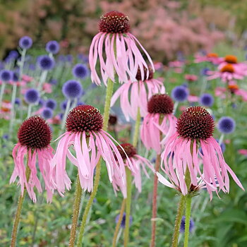 4464  Echinacea pallida  I  Svenskt namn  :Läkerudbeckia  I  Krukstorlek   : SQ1/P9  I  Förväntad Höjd  :  100 cm  I  Blomningstid :  juli-sept