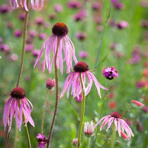 4464  Echinacea pallida  I  Svenskt namn  :Läkerudbeckia  I  Krukstorlek   : SQ1/P9  I  Förväntad Höjd  :  100 cm  I  Blomningstid :  juli-sept - 2