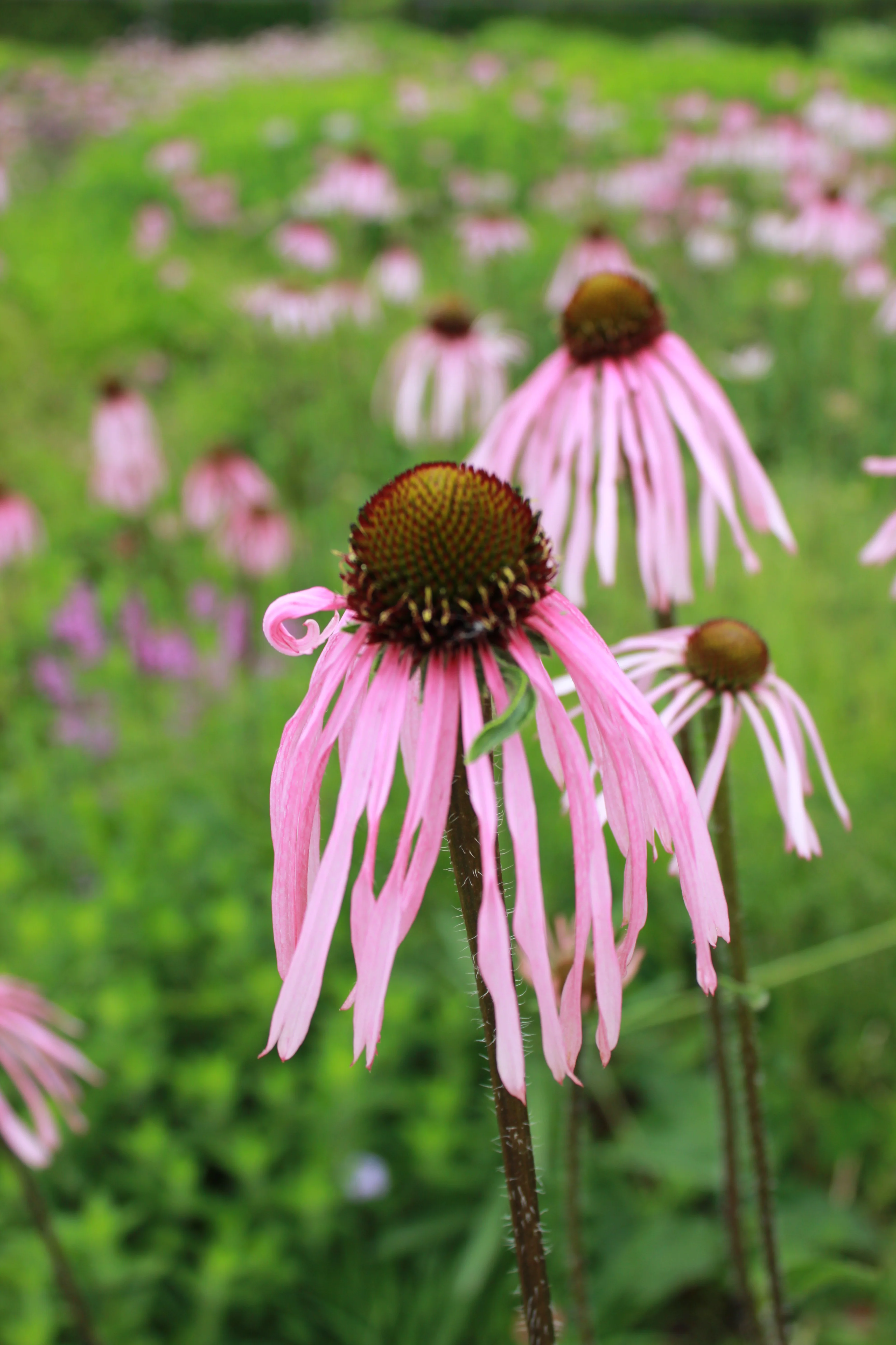 4464  Echinacea pallida  I  Svenskt namn  :Läkerudbeckia  I  Krukstorlek   : SQ1/P9  I  Förväntad Höjd  :  100 cm  I  Blomningstid :  juli-sept - 3