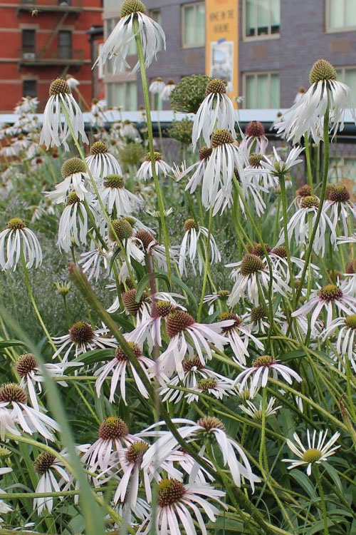 4459  Echinacea pallida Hula Dancer  I  Svenskt namn  :Läkerudbeckia  I  Krukstorlek   : SQ1  I  Förväntad Höjd  :  80 cm  I  Blomningstid :  juli-sept - 3