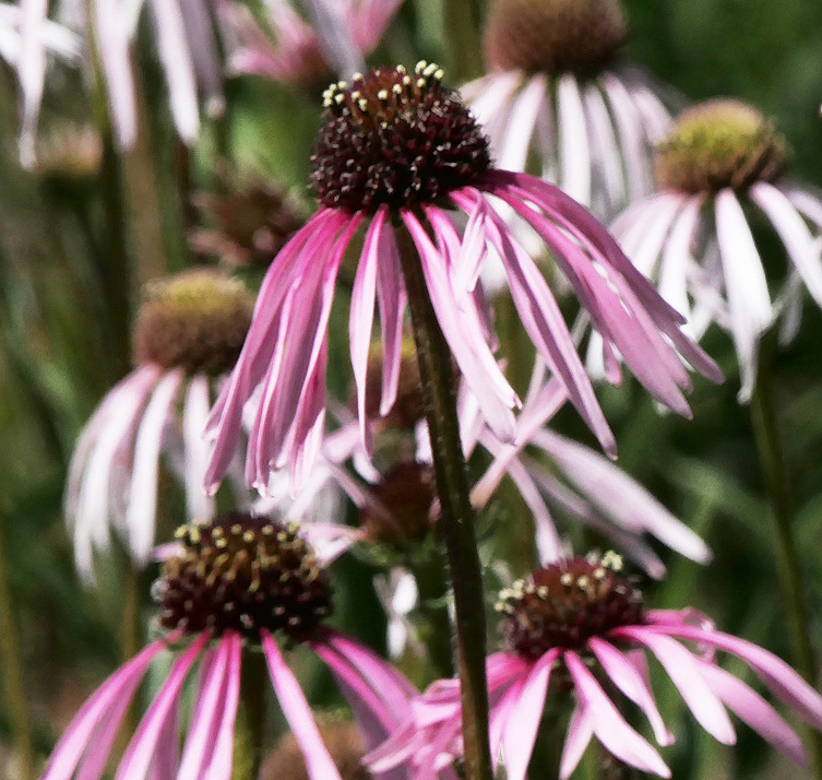 4459  Echinacea pallida Hula Dancer  I  Svenskt namn  :Läkerudbeckia  I  Krukstorlek   : SQ1  I  Förväntad Höjd  :  80 cm  I  Blomningstid :  juli-sept - 2