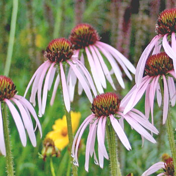 4459  Echinacea pallida Hula Dancer  I  Svenskt namn  :Läkerudbeckia  I  Krukstorlek   : SQ1  I  Förväntad Höjd  :  80 cm  I  Blomningstid :  juli-sept