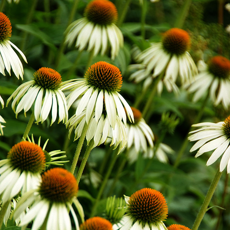 4434  Echinacea purpurea  Alba  I  Svenskt namn  :Solhatt  I  Krukstorlek   : 11c/P9  I  Förväntad Höjd  :  100 cm  I  Blomningstid :  juli-sept - 2