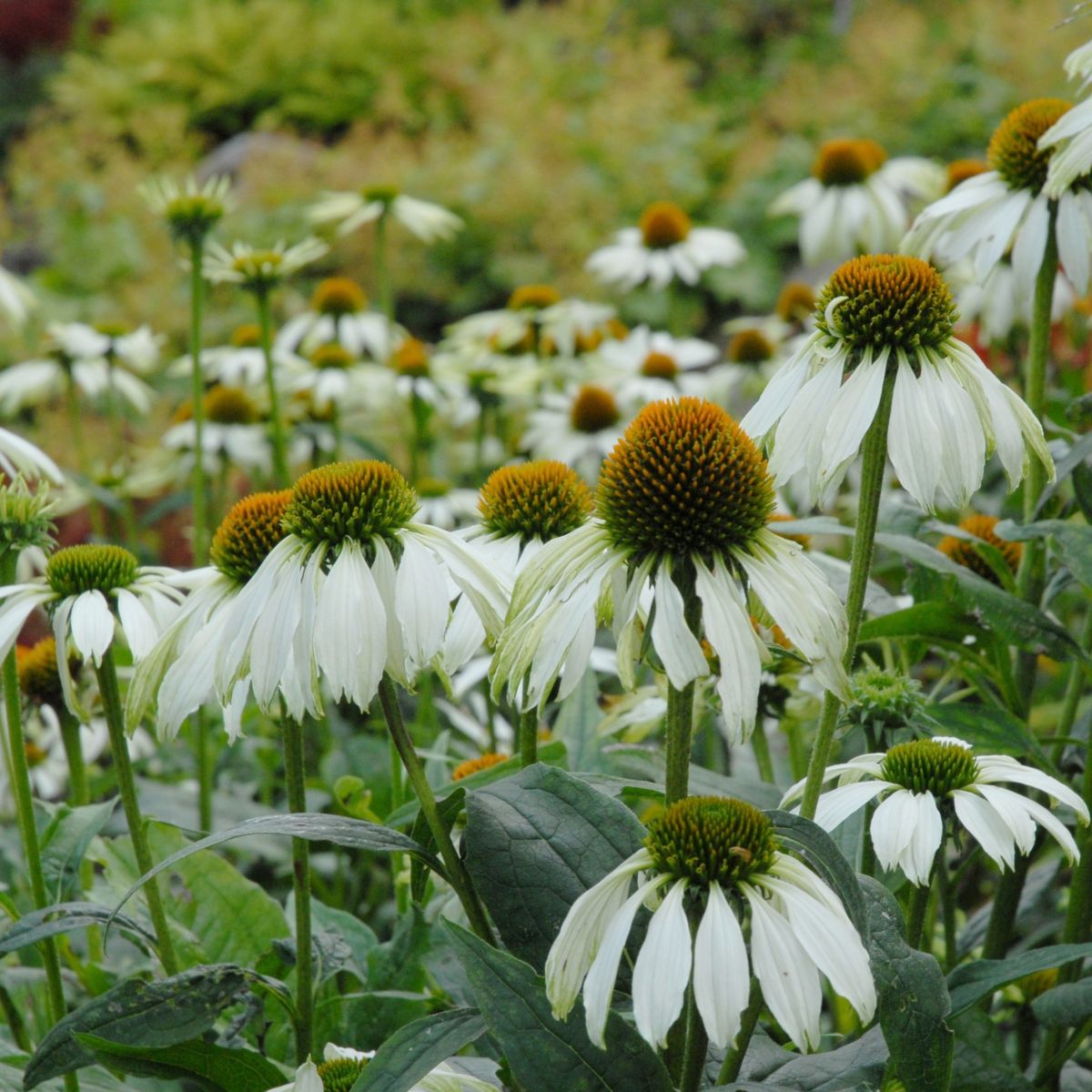 4434  Echinacea purpurea  Alba  I  Svenskt namn  :Solhatt  I  Krukstorlek   : 11c/P9  I  Förväntad Höjd  :  100 cm  I  Blomningstid :  juli-sept - 3