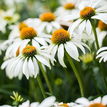 4434  Echinacea purpurea  Alba  I  Svenskt namn  :Solhatt  I  Krukstorlek   : 11c/P9  I  Förväntad Höjd  :  100 cm  I  Blomningstid :  juli-sept