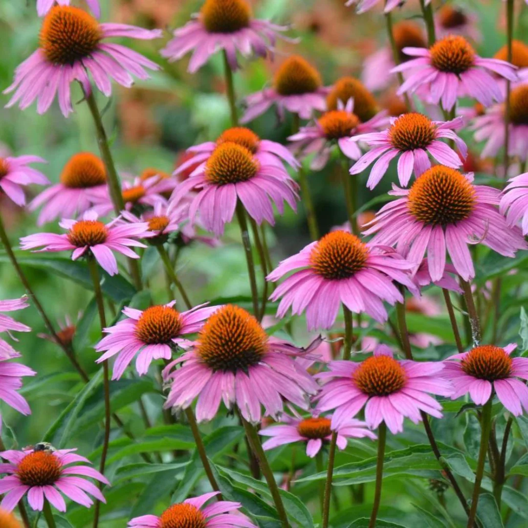 4435  Echinacea purpurea  Magnus  I  Svenskt namn  :Solhatt  I  Krukstorlek   : 11c/P9  I  Förväntad Höjd  :  100 cm  I  Blomningstid :  juli-sept - 3