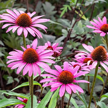 4435  Echinacea purpurea  Magnus  I  Svenskt namn  :Solhatt  I  Krukstorlek   : 11c/P9  I  Förväntad Höjd  :  100 cm  I  Blomningstid :  juli-sept