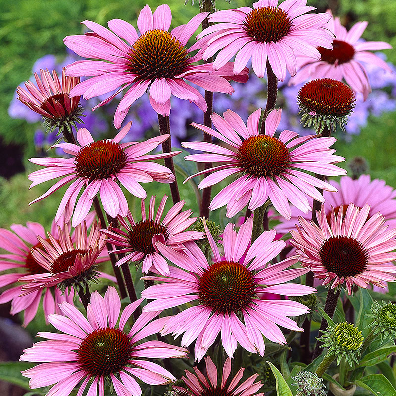 4435  Echinacea purpurea  Magnus  I  Svenskt namn  :Solhatt  I  Krukstorlek   : 11c/P9  I  Förväntad Höjd  :  100 cm  I  Blomningstid :  juli-sept - 2