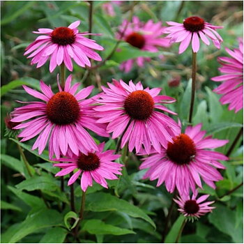 4436  Echinacea purpurea  Rubinstern  I  Svenskt namn  :Solhatt  I  Krukstorlek   : 11c  I  Förväntad Höjd  :  100 cm  I  Blomningstid :  juli-sept