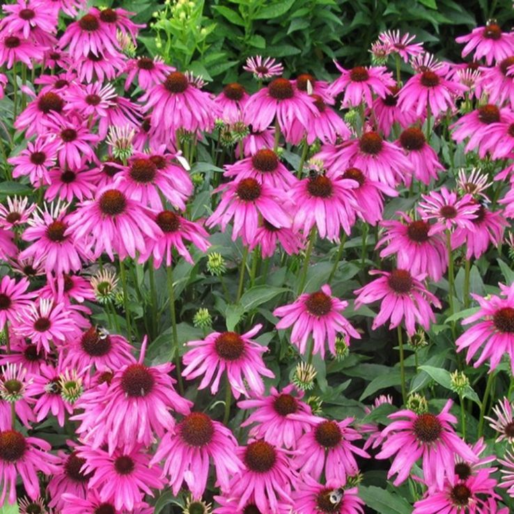 4436  Echinacea purpurea  Rubinstern  I  Svenskt namn  :Solhatt  I  Krukstorlek   : 11c  I  Förväntad Höjd  :  100 cm  I  Blomningstid :  juli-sept - 2