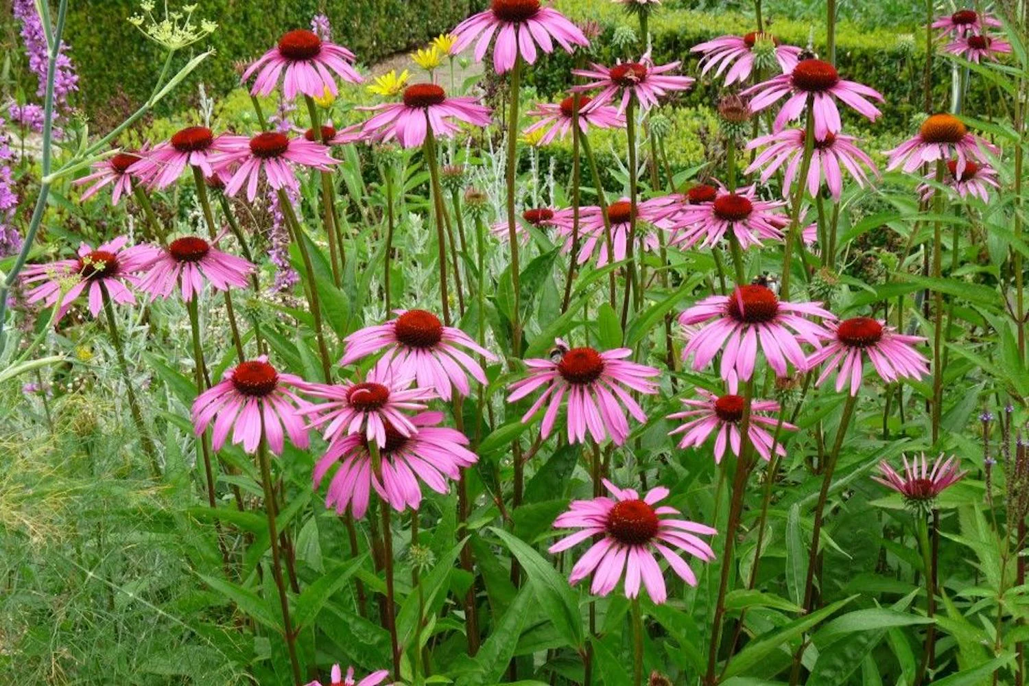 4436  Echinacea purpurea  Rubinstern  I  Svenskt namn  :Solhatt  I  Krukstorlek   : 11c  I  Förväntad Höjd  :  100 cm  I  Blomningstid :  juli-sept - 3