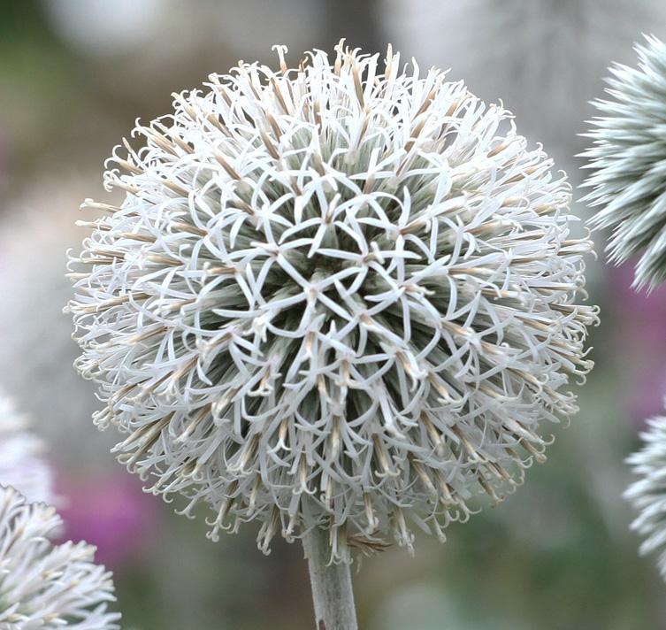 4549  Echinops bannaticus  Star Frost  I  Svenskt namn  :Bolltistel  I  Krukstorlek   : SQ1  I  Förväntad Höjd  :  100 cm  I  Blomningstid :  aug-sept - 3