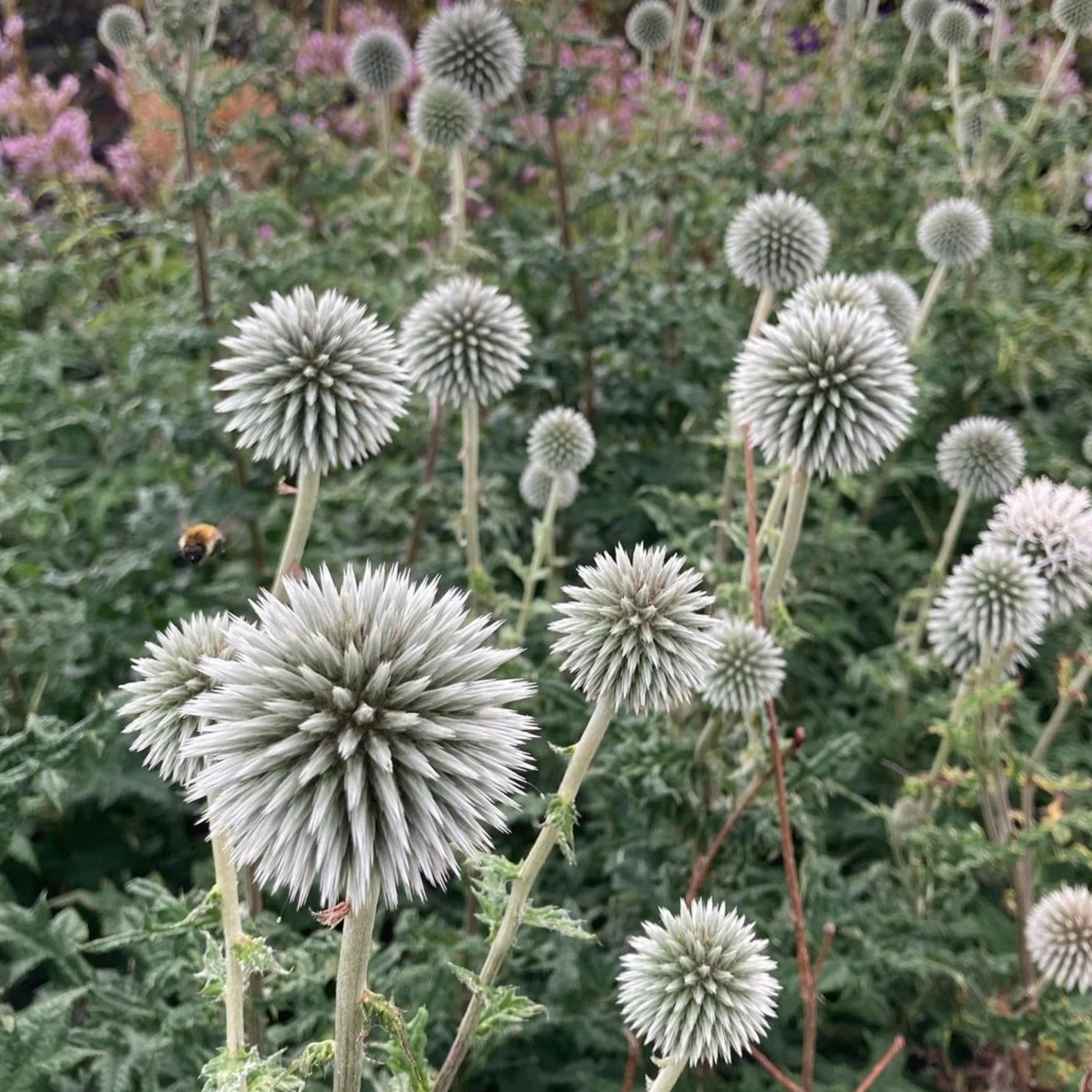4549  Echinops bannaticus  Star Frost  I  Svenskt namn  :Bolltistel  I  Krukstorlek   : SQ1  I  Förväntad Höjd  :  100 cm  I  Blomningstid :  aug-sept