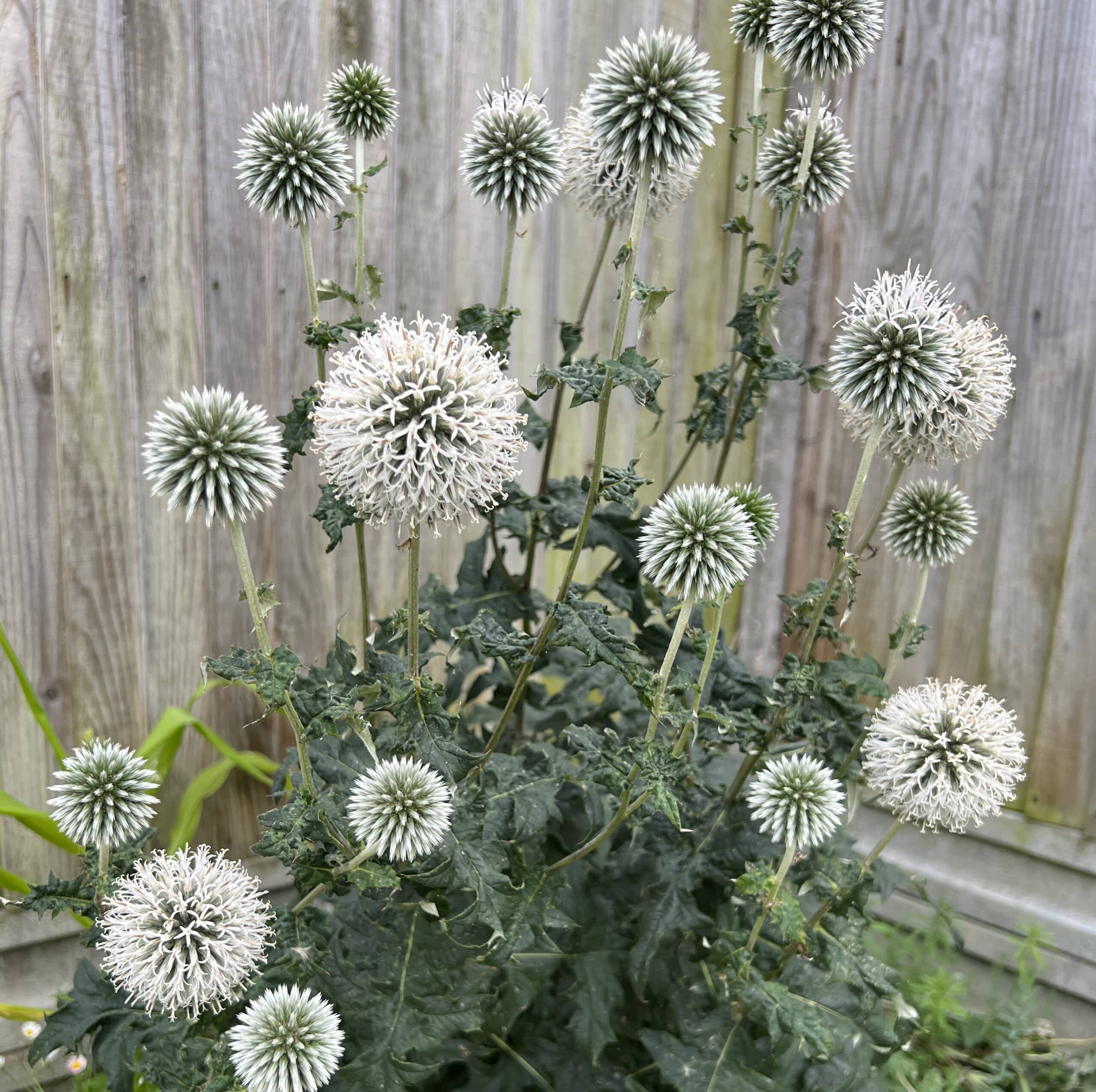 4549  Echinops bannaticus  Star Frost  I  Svenskt namn  :Bolltistel  I  Krukstorlek   : SQ1  I  Förväntad Höjd  :  100 cm  I  Blomningstid :  aug-sept - 2
