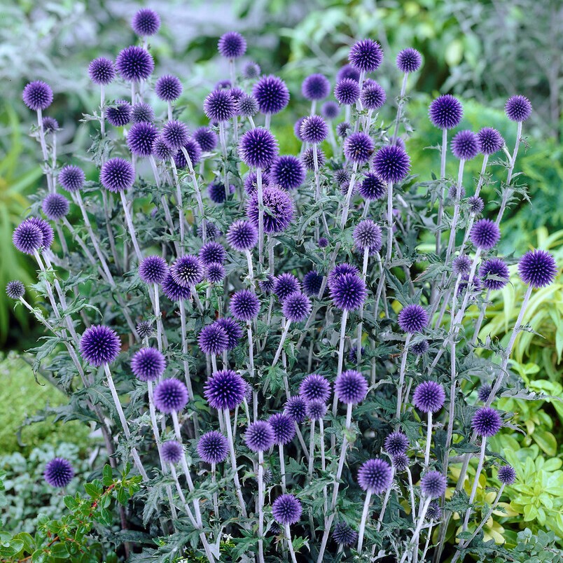 4423  Echinops bannaticus  Veitchs Blue 1 Liters  I  Svenskt namn  :Blå bolltistel  I  Krukstorlek   : SQ1  I  Förväntad Höjd  :  80 cm  I  Blomningstid :  aug-sept