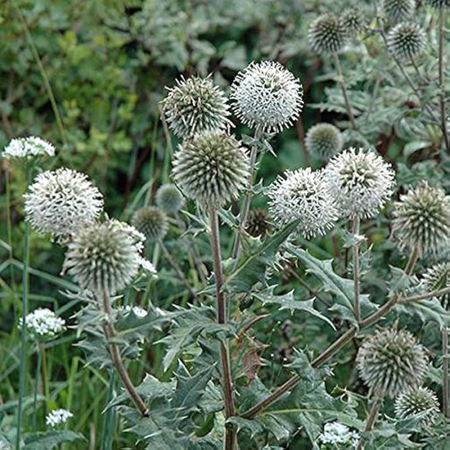 4452  Echinops sphaerocephalus Arctic Glow  I  Svenskt namn  :Bolltistel  I  Krukstorlek   : 11c  I  Förväntad Höjd  :  80 cm  I  Blomningstid :  aug-sept