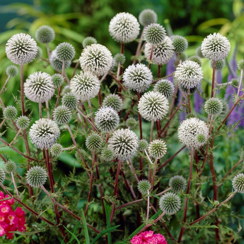 4452  Echinops sphaerocephalus Arctic Glow  I  Svenskt namn  :Bolltistel  I  Krukstorlek   : 11c  I  Förväntad Höjd  :  80 cm  I  Blomningstid :  aug-sept - 2