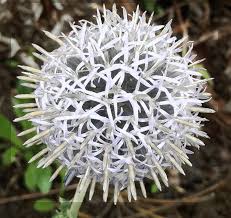 4452  Echinops sphaerocephalus Arctic Glow  I  Svenskt namn  :Bolltistel  I  Krukstorlek   : 11c  I  Förväntad Höjd  :  80 cm  I  Blomningstid :  aug-sept - 3