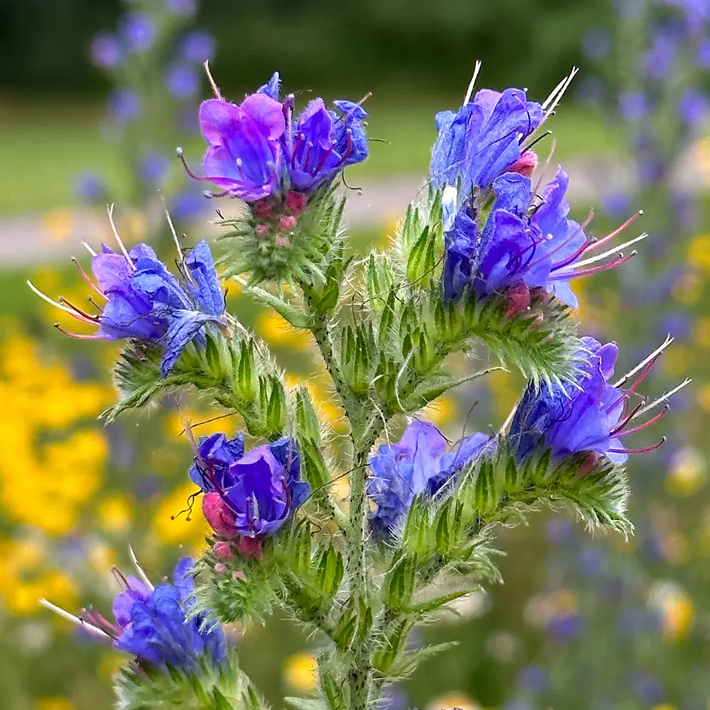 4455  Echium vulgare  I  Svenskt namn  :Blåeld  I  Krukstorlek   : SQ1  I  Förväntad Höjd  :  120 cm  I  Blomningstid :  juni-juli