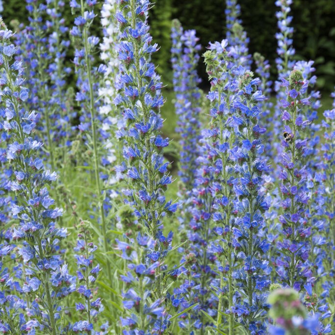 4455  Echium vulgare  I  Svenskt namn  :Blåeld  I  Krukstorlek   : SQ1  I  Förväntad Höjd  :  120 cm  I  Blomningstid :  juni-juli - 2