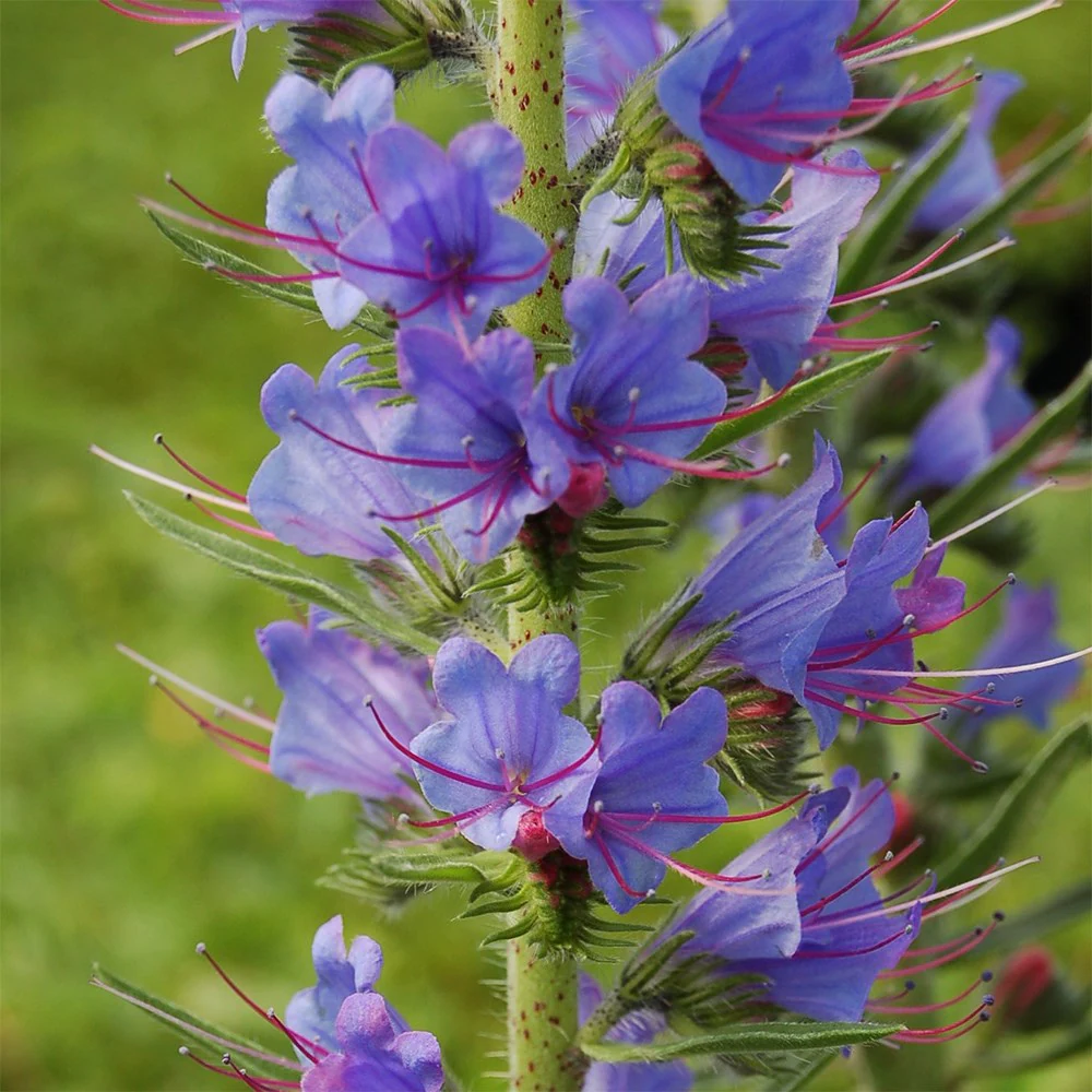4455  Echium vulgare  I  Svenskt namn  :Blåeld  I  Krukstorlek   : SQ1  I  Förväntad Höjd  :  120 cm  I  Blomningstid :  juni-juli - 3