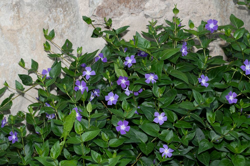 8735  Vinca major  I  Svenskt namn  :Stor vintergröna  I  Krukstorlek   : 11c  I  Förväntad Höjd  :  20 cm  I  Blomningstid :  maj-juni - 2