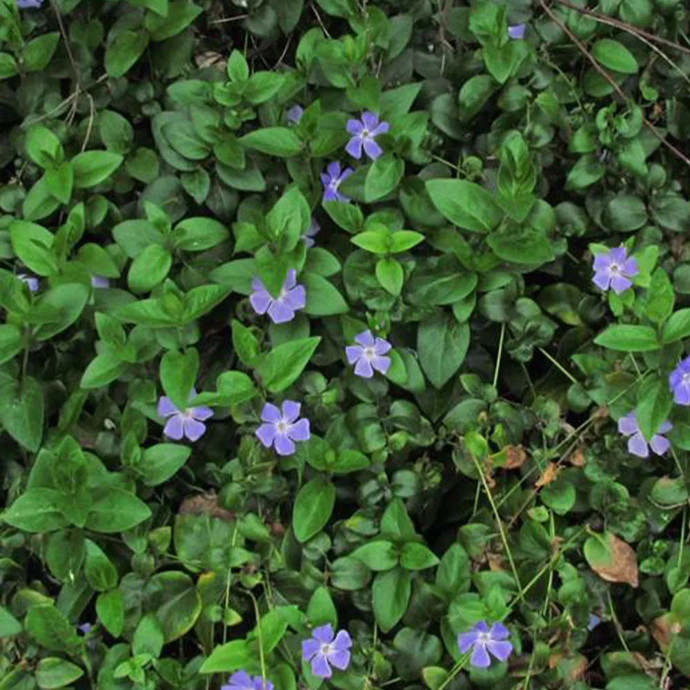 8735  Vinca major  I  Svenskt namn  :Stor vintergröna  I  Krukstorlek   : 11c  I  Förväntad Höjd  :  20 cm  I  Blomningstid :  maj-juni