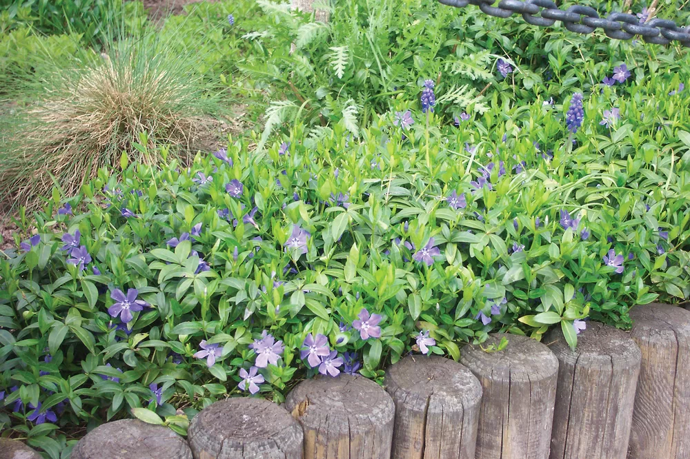 8735  Vinca major  I  Svenskt namn  :Stor vintergröna  I  Krukstorlek   : 11c  I  Förväntad Höjd  :  20 cm  I  Blomningstid :  maj-juni - 3