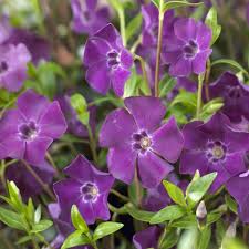8744  Vinca minor Atropurpurea  I  Svenskt namn  :Vintergröna  I  Krukstorlek   : 11c  I  Förväntad Höjd  :  10 cm  I  Blomningstid :  maj-juni - 3