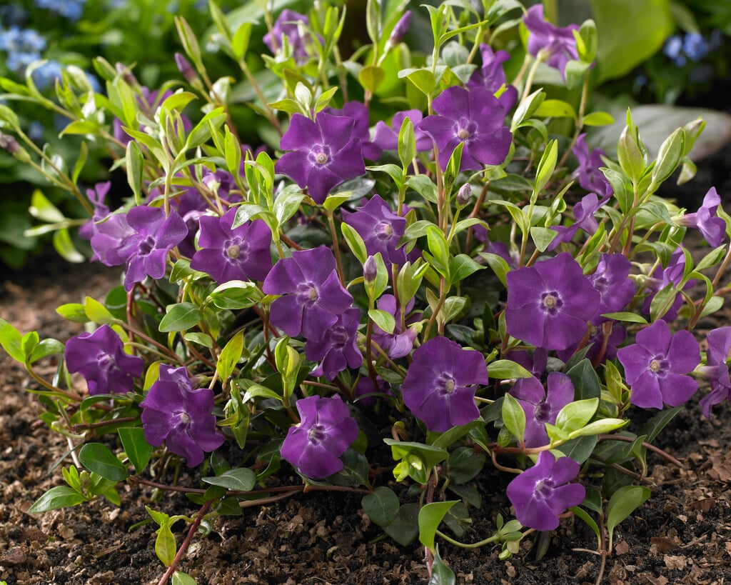 8744  Vinca minor Atropurpurea  I  Svenskt namn  :Vintergröna  I  Krukstorlek   : 11c  I  Förväntad Höjd  :  10 cm  I  Blomningstid :  maj-juni - 2