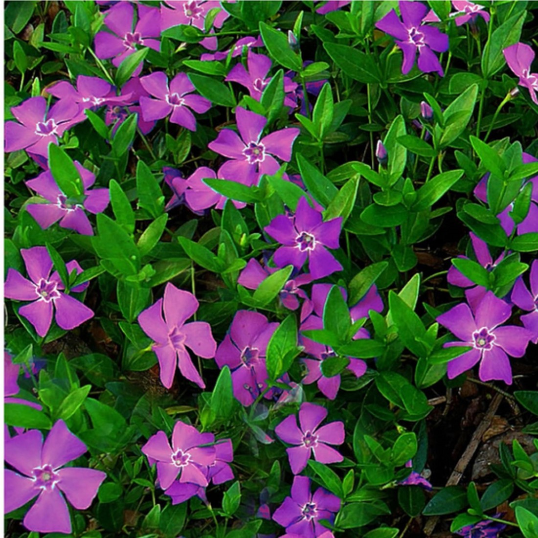 8744  Vinca minor Atropurpurea  I  Svenskt namn  :Vintergröna  I  Krukstorlek   : 11c  I  Förväntad Höjd  :  10 cm  I  Blomningstid :  maj-juni