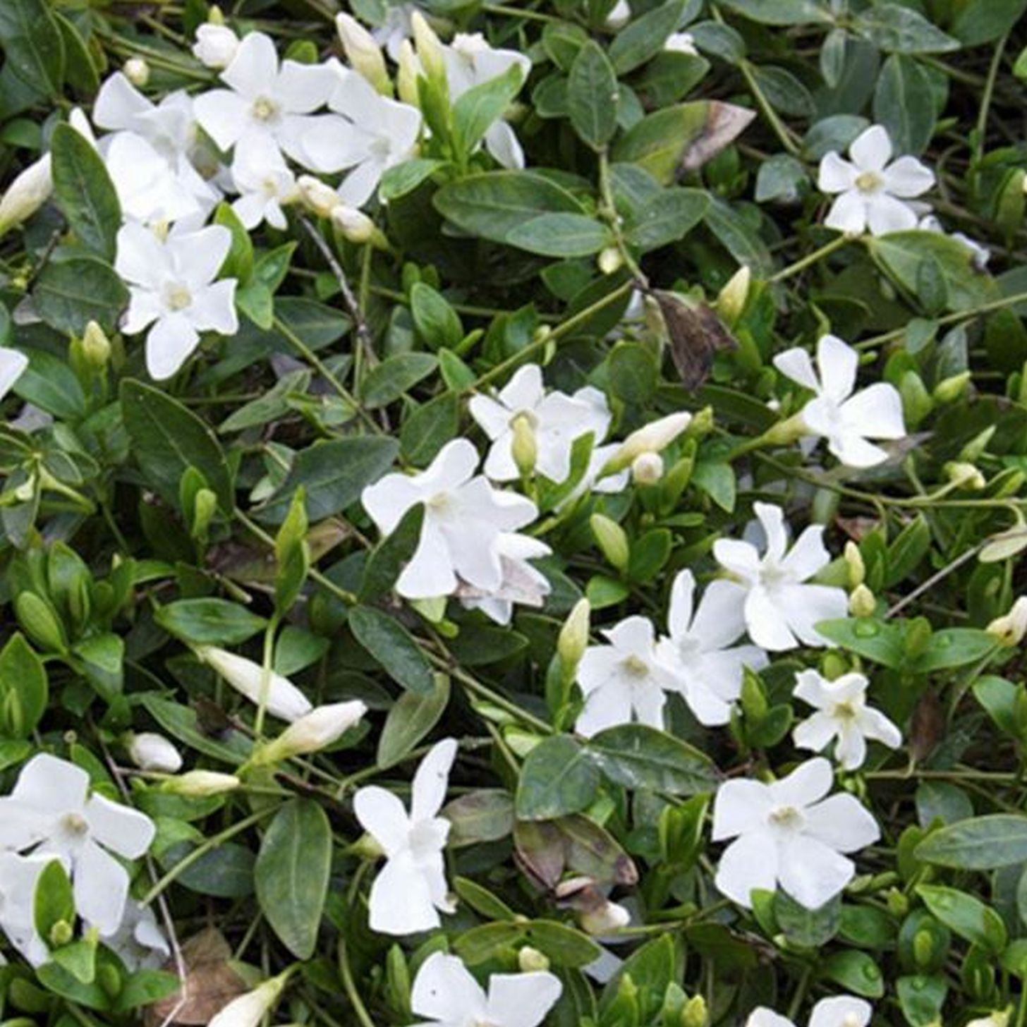 8748  Vinca minor Elise  I  Svenskt namn  :Vintergröna  I  Krukstorlek   : 11c  I  Förväntad Höjd  :  10 cm  I  Blomningstid :  maj-juni