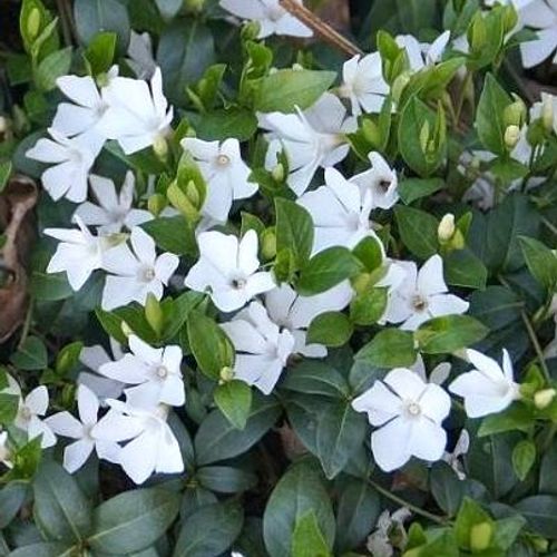 8748  Vinca minor Elise  I  Svenskt namn  :Vintergröna  I  Krukstorlek   : 11c  I  Förväntad Höjd  :  10 cm  I  Blomningstid :  maj-juni - 2