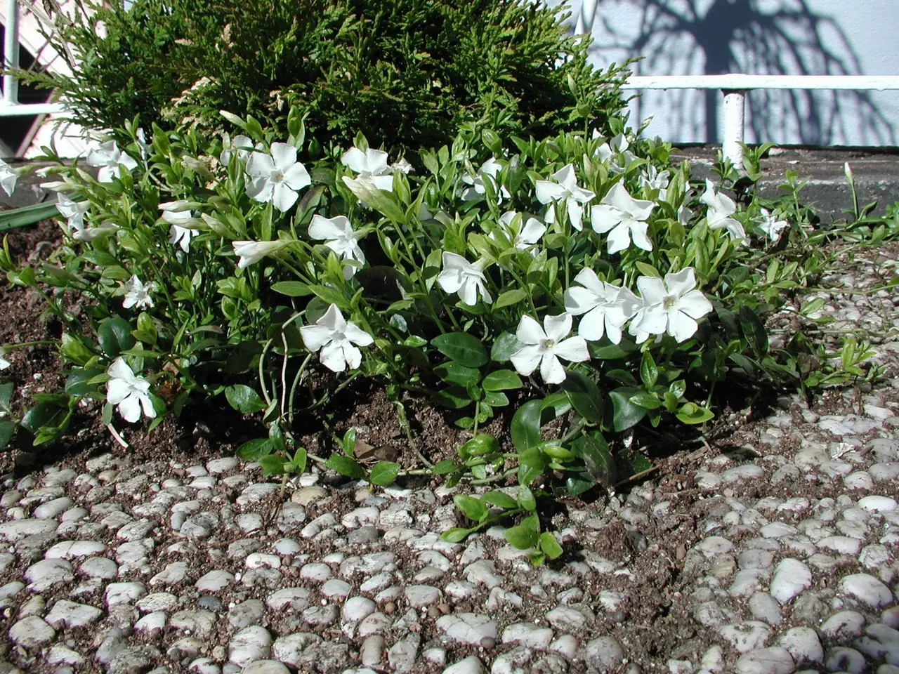 8748  Vinca minor Elise  I  Svenskt namn  :Vintergröna  I  Krukstorlek   : 11c  I  Förväntad Höjd  :  10 cm  I  Blomningstid :  maj-juni - 3