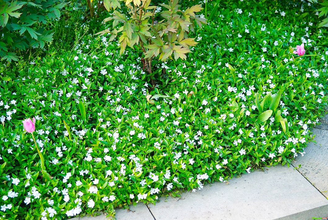 8746  Vinca minor Gertrude Jekyll  I  Svenskt namn  :Vintergröna  I  Krukstorlek   : 11c/P9  I  Förväntad Höjd  :  10 cm  I  Blomningstid :  maj-juni - 3