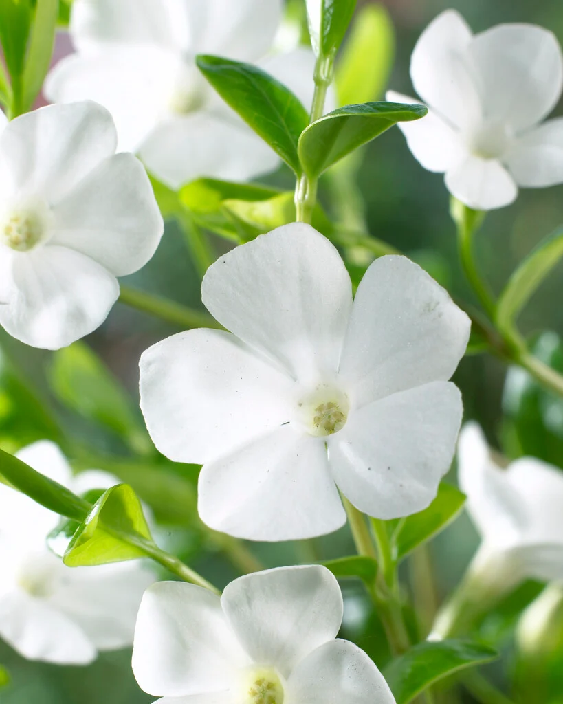8746  Vinca minor Gertrude Jekyll  I  Svenskt namn  :Vintergröna  I  Krukstorlek   : 11c/P9  I  Förväntad Höjd  :  10 cm  I  Blomningstid :  maj-juni - 2