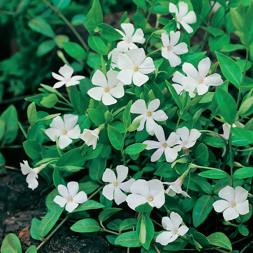 8746  Vinca minor Gertrude Jekyll  I  Svenskt namn  :Vintergröna  I  Krukstorlek   : 11c/P9  I  Förväntad Höjd  :  10 cm  I  Blomningstid :  maj-juni