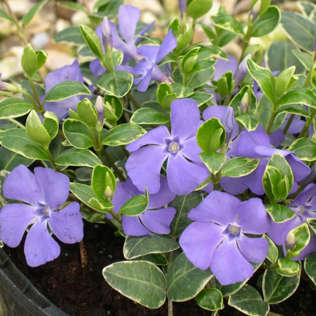 8754  Vinca minor Ralph Shugert   I  Svenskt namn  :Vintergröna  I  Krukstorlek   : 11c  I  Förväntad Höjd  :  10 cm  I  Blomningstid :  maj-juni - 3