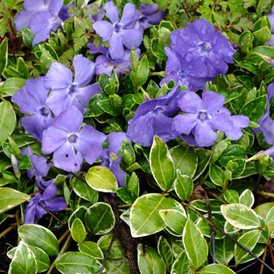 8754  Vinca minor Ralph Shugert   I  Svenskt namn  :Vintergröna  I  Krukstorlek   : 11c  I  Förväntad Höjd  :  10 cm  I  Blomningstid :  maj-juni