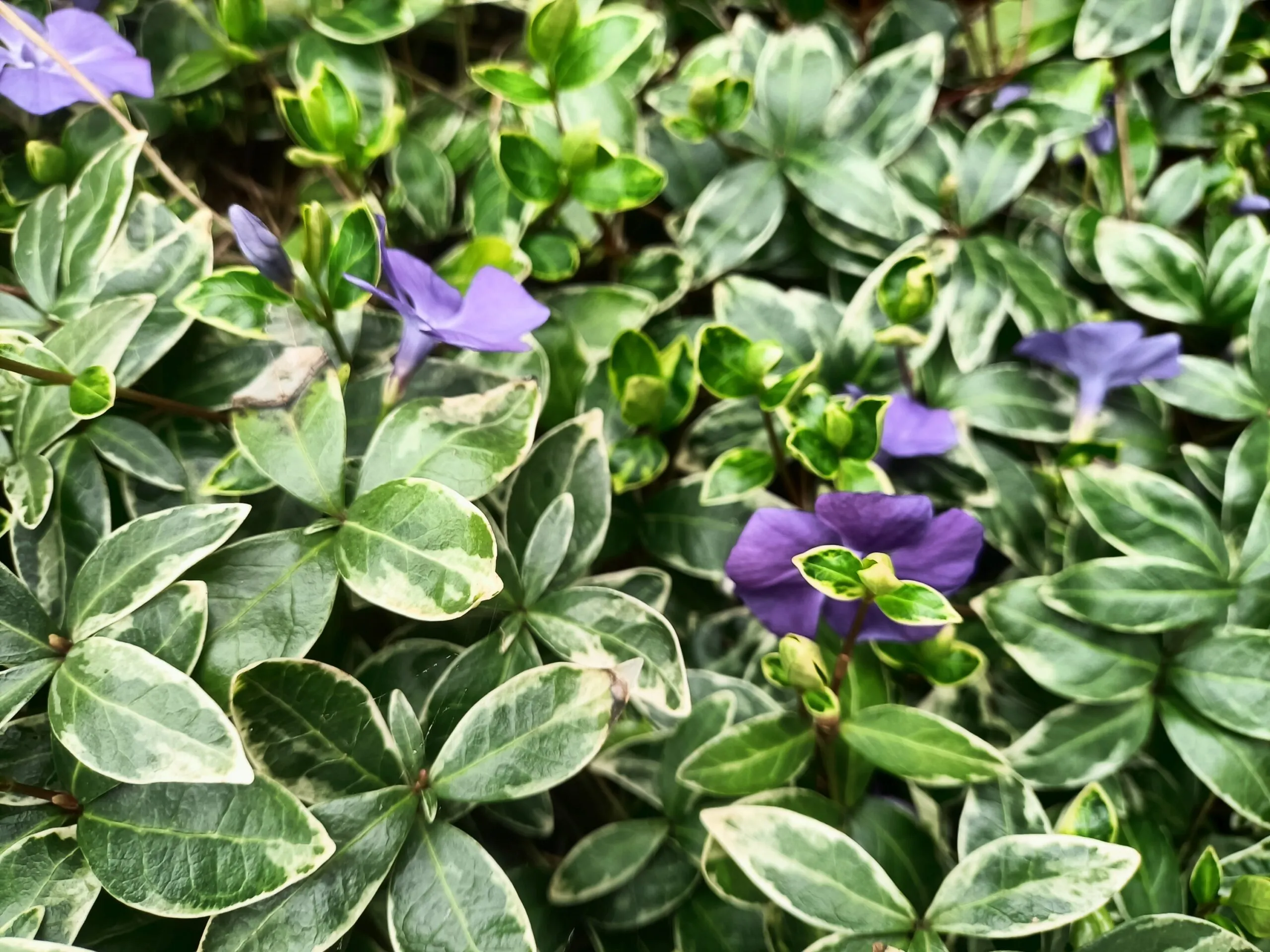 8754  Vinca minor Ralph Shugert   I  Svenskt namn  :Vintergröna  I  Krukstorlek   : 11c  I  Förväntad Höjd  :  10 cm  I  Blomningstid :  maj-juni - 2